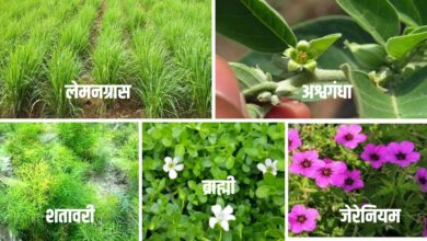 cultivation of medicinal plants: औषधीय पौधों की खेती कर बने मालामाल, जानें खेती का तरीका