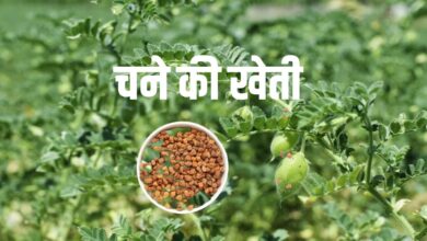 Gram Farming: किसानों के लिए एक आकर्षक अवसर- चने की खेती, बुआई, सिंचाई और उन्नत किस्मों के बारे में जानें