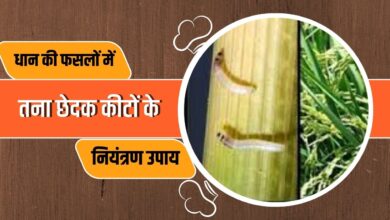 किसानों को धान की फसलों में तना छेदक कीटों के नियंत्रण के लिए प्रभावी उपाय