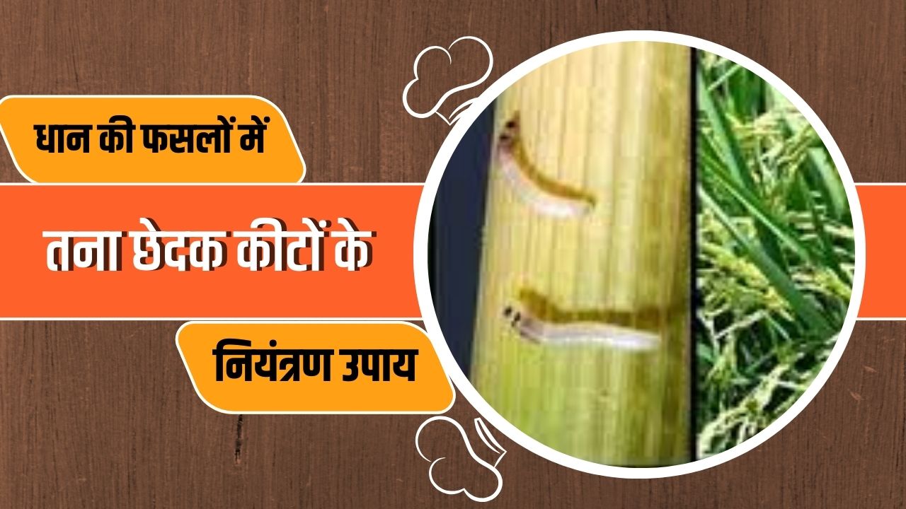 किसानों को धान की फसलों में तना छेदक कीटों के नियंत्रण के लिए प्रभावी उपाय