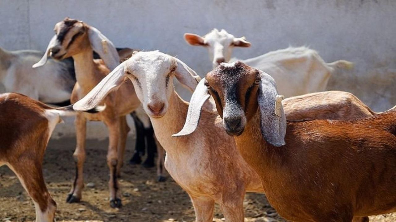 गर्मी में बकरियों को लू से कैसे बचाएं?