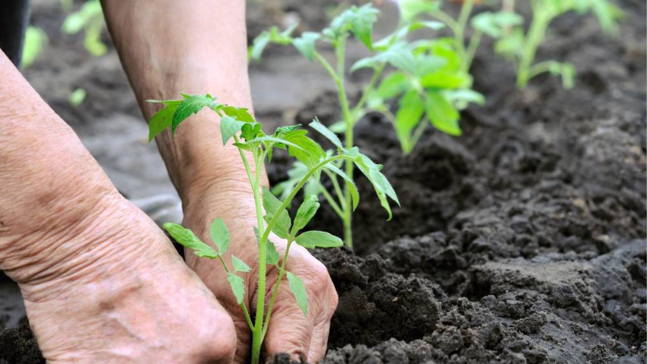 Natural Farming: जाने प्राकृतिक खेती का महत्व और उद्देश्य