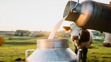 25 दुधारू पशुओं के लिए 31,25,000 रुपये की सब्सिडी