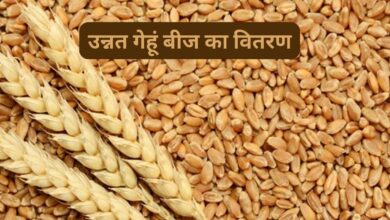 उन्नत गेहूं बीज का वितरण