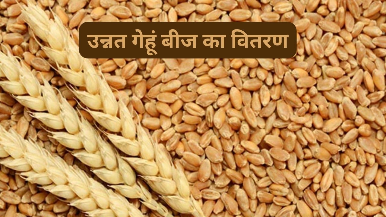 उन्नत गेहूं बीज का वितरण