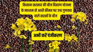 सरसों के बीज की खरीदी पर 50% सब्सिडी प्राप्त करें- अभी करें पंजीकरण
