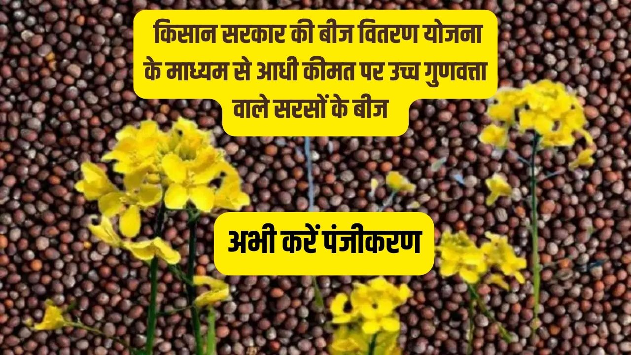 सरसों के बीज की खरीदी पर 50% सब्सिडी प्राप्त करें- अभी करें पंजीकरण
