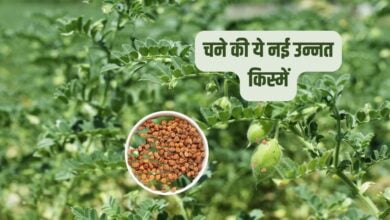 चने की खेती