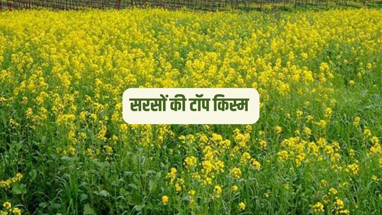 Mustard Top Variety: सरसों की टॉप किस्म SM-2042, सरसो की इस नई किस्म से किसान पहले से अधिक मुनाफा कमा सकते है