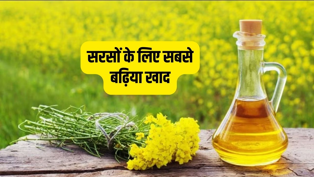 सरसों के लिए सबसे बढ़िया खाद