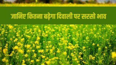 Mustard Price: जानिए कितना बढ़ेगा दिवाली पर सरसो भाव