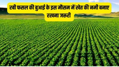 रबी फसल की बुआई के इस मौसम में खेत की नमी बनाए रखना जरूरी