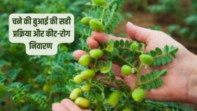 चने की बुआई की सही प्रक्रिया और कीट-रोग निवारण