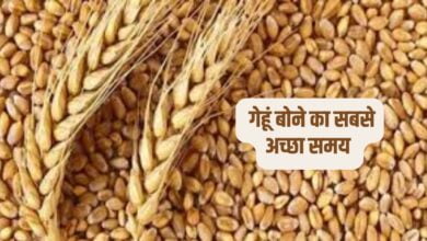 गेहूं बोने का सबसे अच्छा समय
