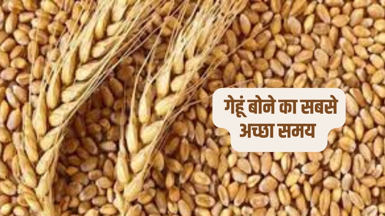 गेहूं बोने का सबसे अच्छा समय