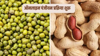 मूंग और मूंगफली की खरीद के लिए ऑनलाइन पंजीकरण शुरू