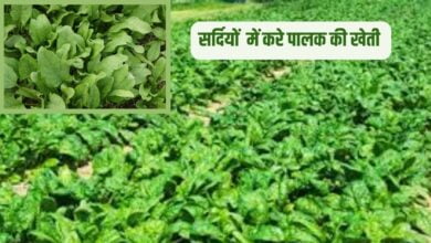 किसानों को ज्यादा मुनाफा देती हैं पालक की ये किस्में, सर्दियों में रहती है जबरदस्त मांग
