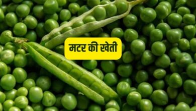 मटर की खेती