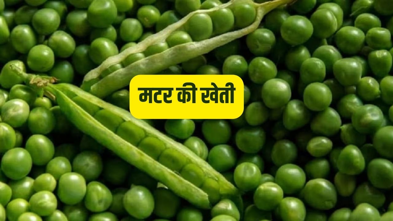 मटर की खेती