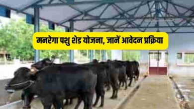 मनरेगा पशु शेड योजना