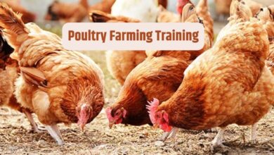 Poultry Farming Training: मुर्गी पालन में रुचि रखने वाले किसानों के लिए रोमांचक अवसर, प्रशिक्षण 16 अक्टूबर से यहां ले सकते हैं ट्रेनिंग, जानिए पूरा प्रोसेस
