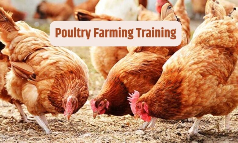 Poultry Farming Training: मुर्गी पालन में रुचि रखने वाले किसानों के लिए रोमांचक अवसर, प्रशिक्षण 16 अक्टूबर से यहां ले सकते हैं ट्रेनिंग, जानिए पूरा प्रोसेस