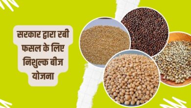 सरकार द्वारा रबी फसल के लिए निशुल्क बीज योजना