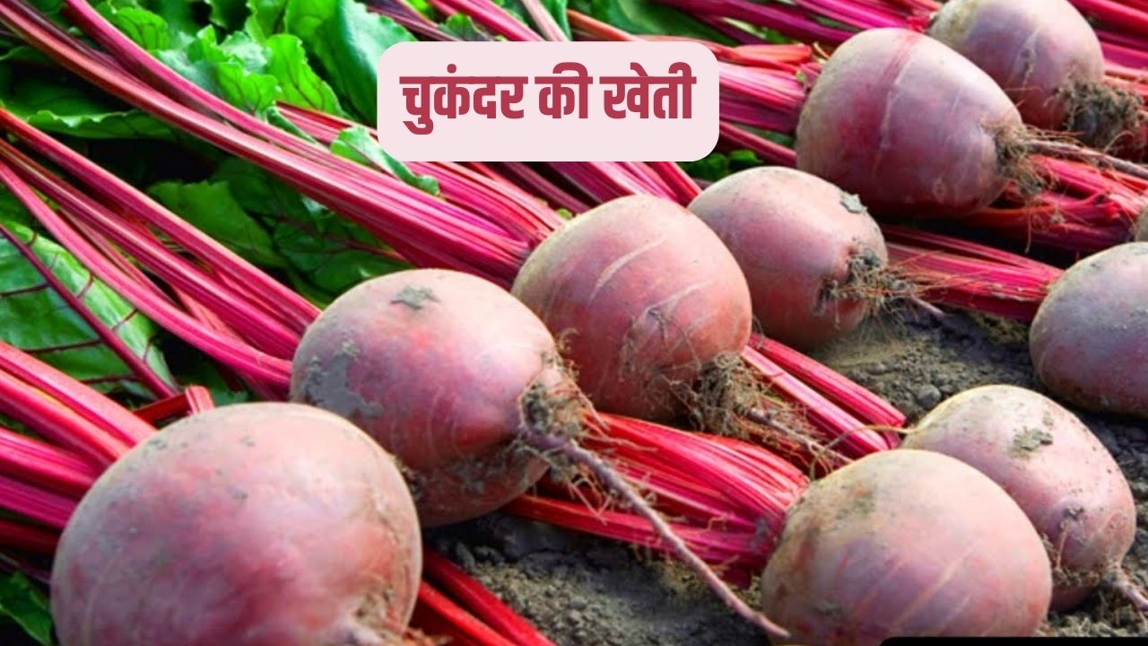 चुकंदर की खेती