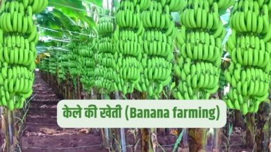 केले की खेती को बढ़ावा देने के लिए, किसानों को व्यापक प्रशिक्षण