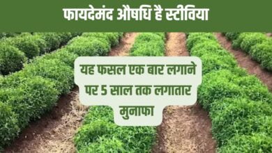 यह फसल एक बार लगाने पर 5 साल तक लगातार मुनाफा