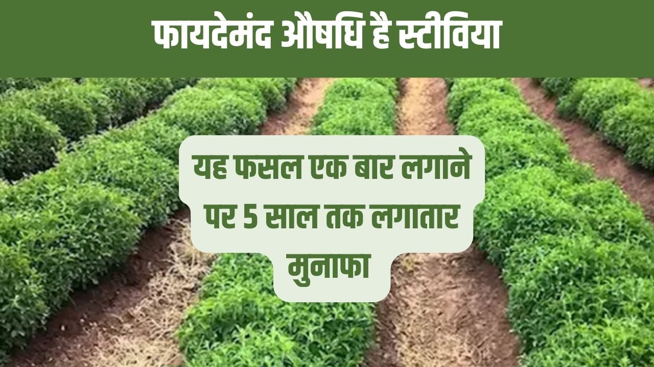 यह फसल एक बार लगाने पर 5 साल तक लगातार मुनाफा