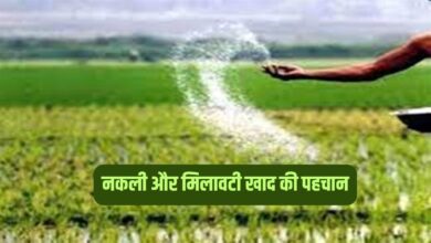 नकली और मिलावटी खाद की ऐसे करें पहचान – जानिए सरल तरीका