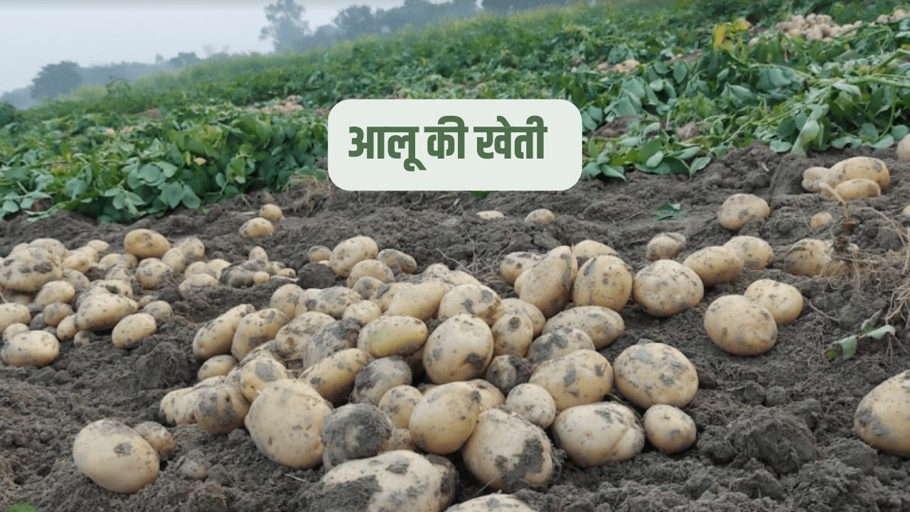 आलू