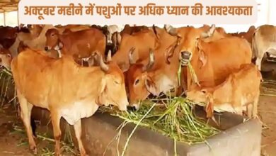 अक्टूबर महीने में पशुओं पर अधिक ध्यान की आवश्यकता