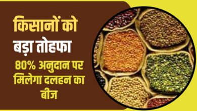 बंपर पैदावार के लिए सब्सिडी वाले दलहन बीज