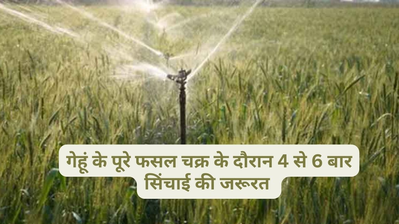 गेहूं