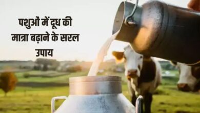 पशुओं में दूध की मात्रा बढ़ाने के सरल उपाय, उनकी डाइट में शामिल करे ये चीज़े