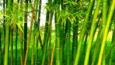 बांस की खेती कैसे करे