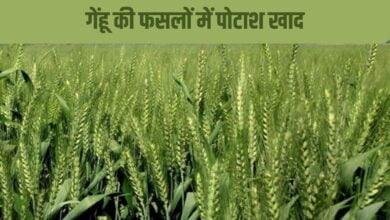 गेंहू की फसलों में पोटाश खाद