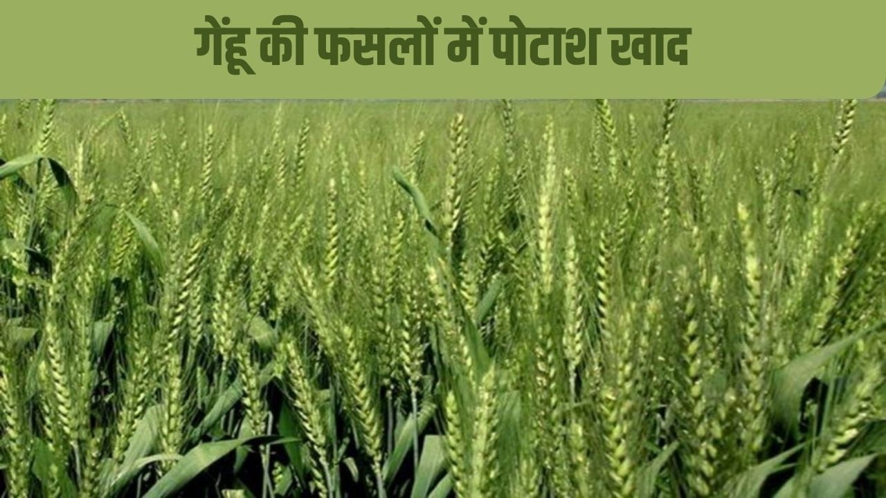 गेंहू की फसलों में पोटाश खाद