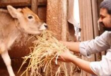 मछली पालन और पशुपालन के लिए भी मिलेगा KCC लोन