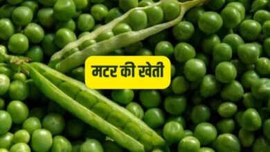 मटर की खेती