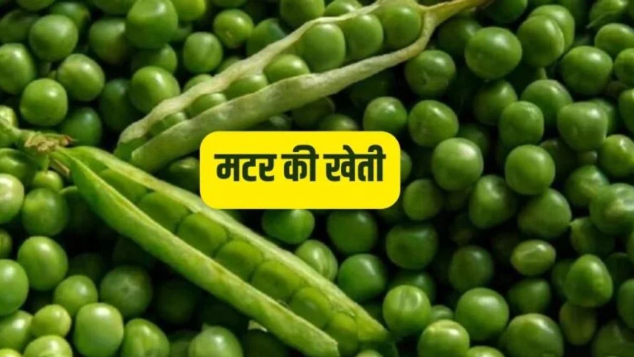 मटर की खेती