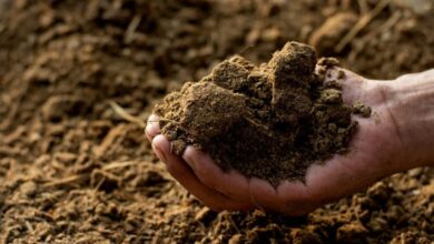 जाने गोबर की खाद कैसे बनाएं?