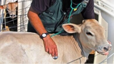 पशु अस्पताल प्रारंभ