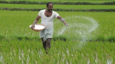 जाने गेंहू की फसल में कितना DAP डाला जाता है?