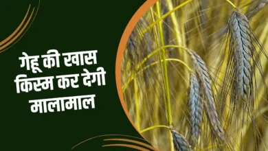 गेहूं की ये खास किस्म