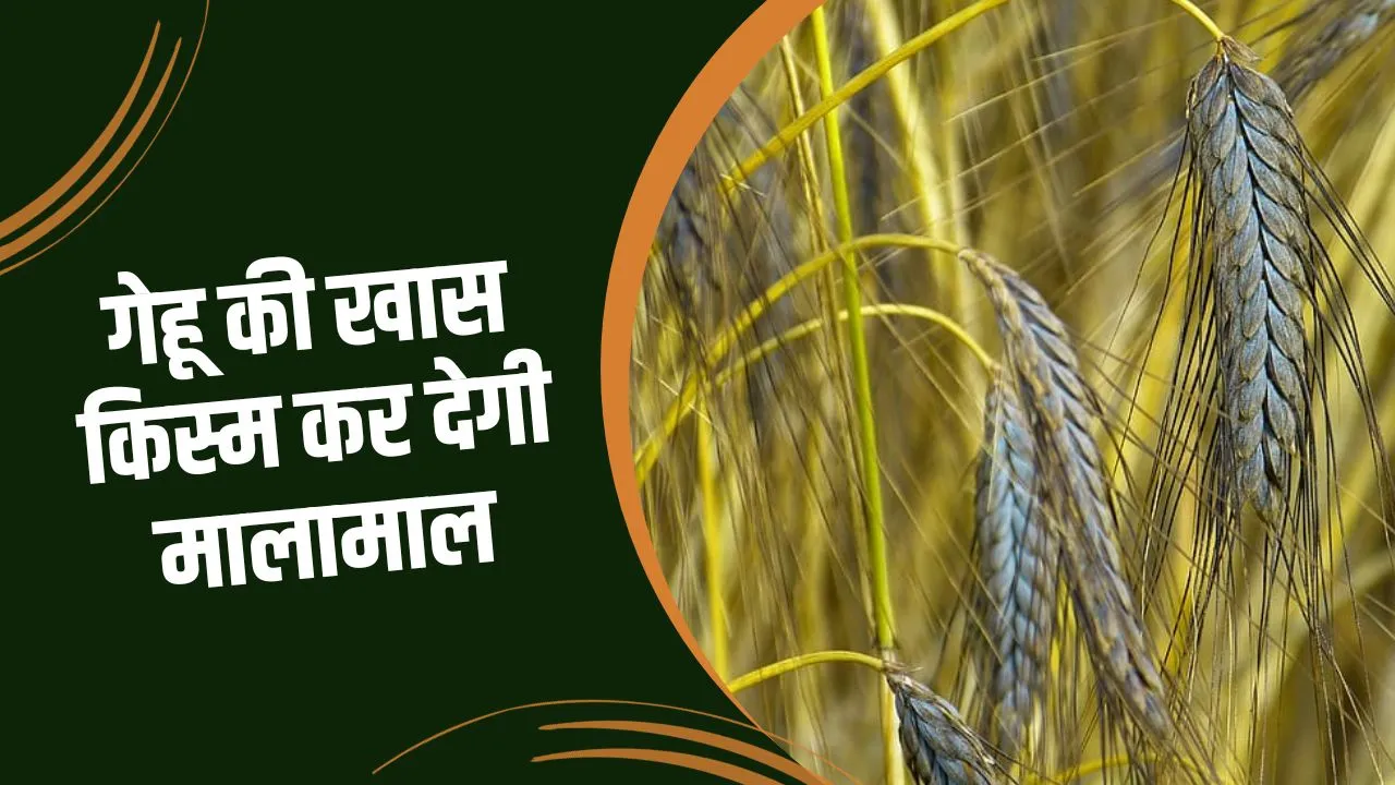 गेहूं की ये खास किस्म