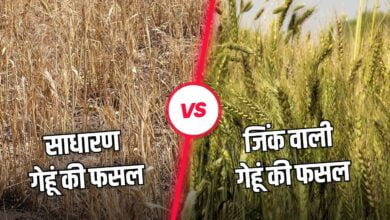 गेहूं फसल की वृद्धि में जिंक की भूमिका