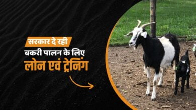 बकरी पालन ट्रेनिंग